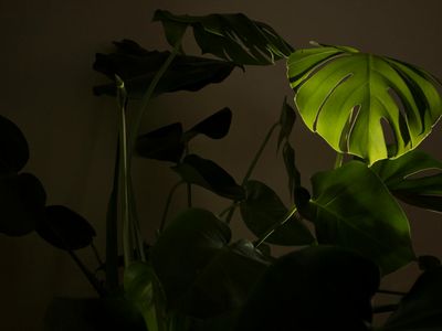 Close up of a decorative plant in a dark room